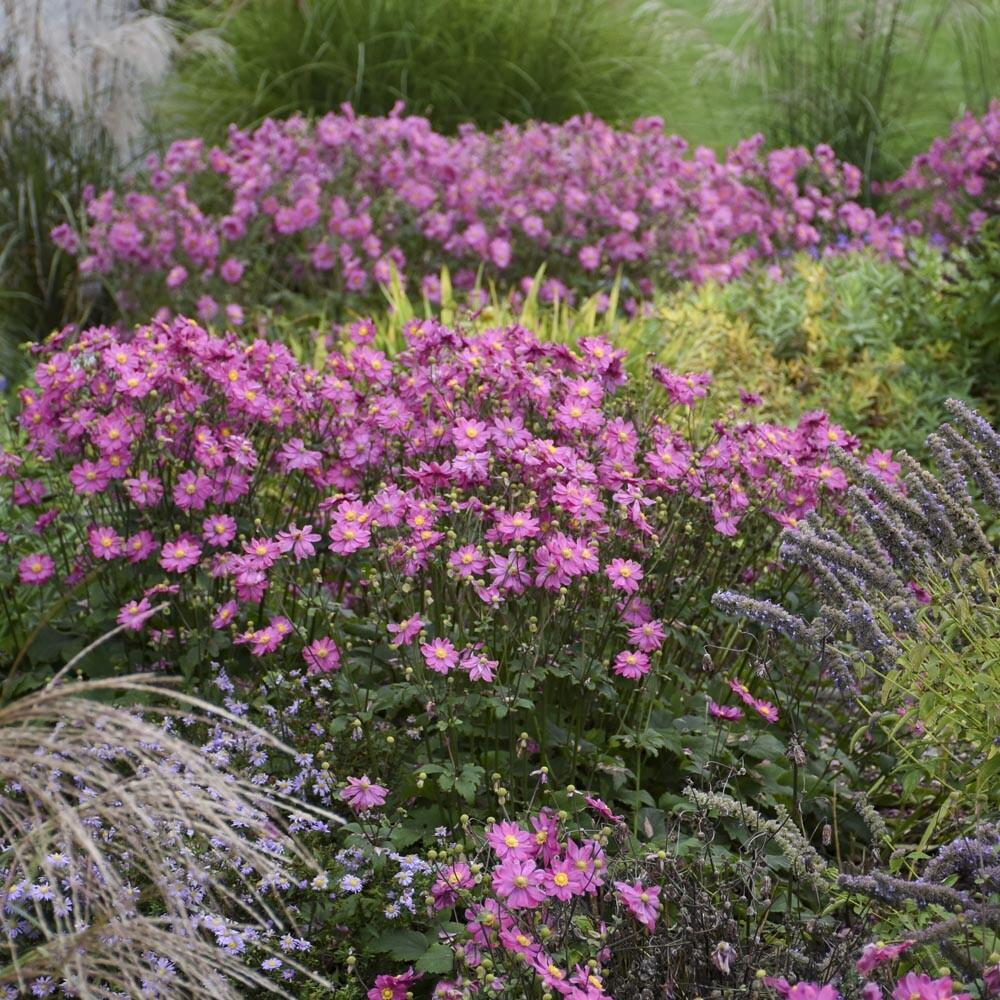 G813 Anemone 'curtain Call Deep Rose' - View 17 from www redcrocus com