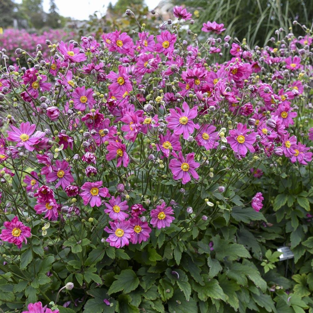 G813 Anemone 'curtain Call Deep Rose' - View 18 from www redcrocus com
