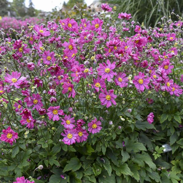G813 Anemone 'curtain Call Deep Rose' - View 1 from www redcrocus com