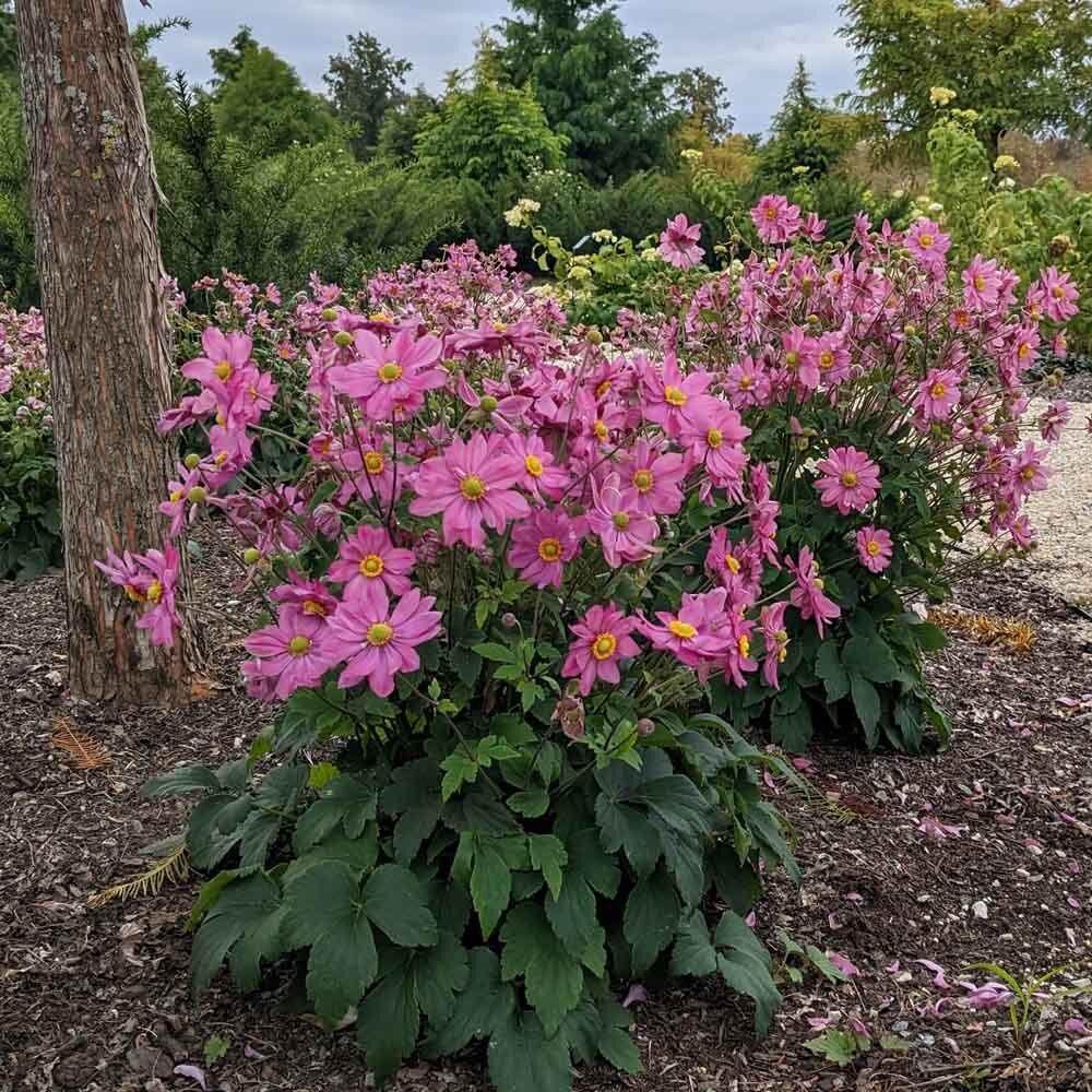 G813 Anemone 'curtain Call Deep Rose' - View 20 from www redcrocus com