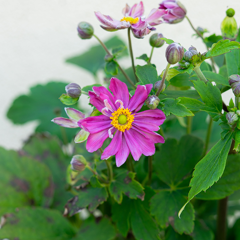 G813 Anemone 'curtain Call Deep Rose' - View 22 from www redcrocus com