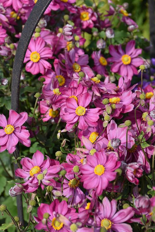 G813 Anemone 'curtain Call Deep Rose' - View 25 from www redcrocus com