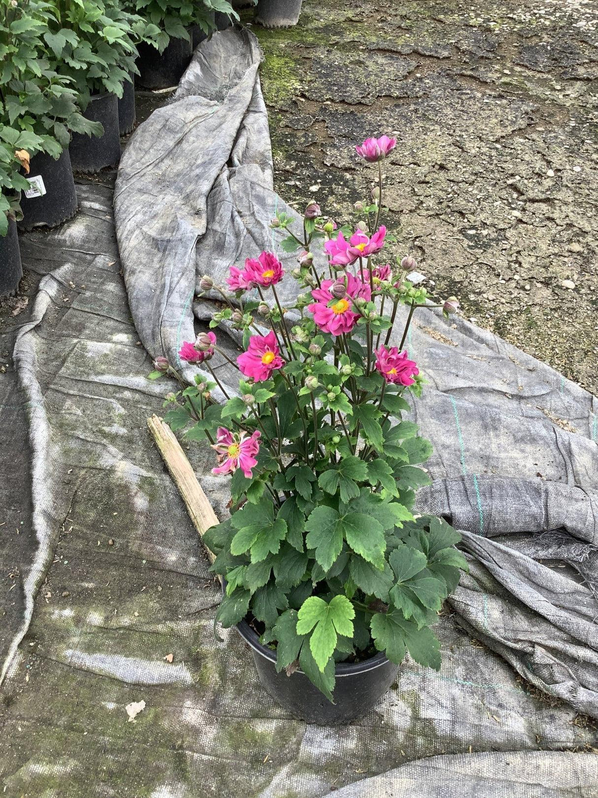 G813 Anemone 'curtain Call Deep Rose' - View 26 from www redcrocus com
