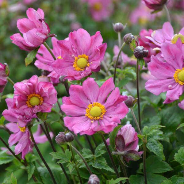 G813 Anemone 'curtain Call Deep Rose' - View 27 from www redcrocus com