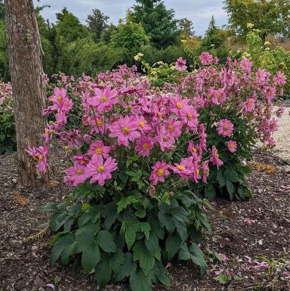 G813 Anemone 'curtain Call Deep Rose' - View 30 from www redcrocus com