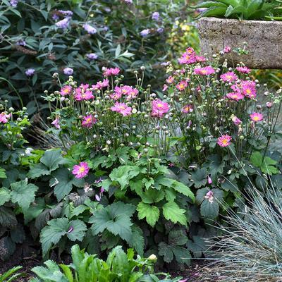 G813 Anemone 'curtain Call Deep Rose' - View 32 from www redcrocus com