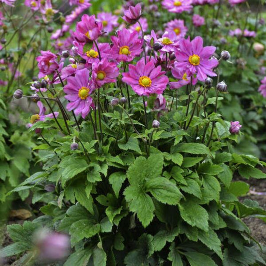 G813 Anemone 'curtain Call Deep Rose' - View 33 from www redcrocus com