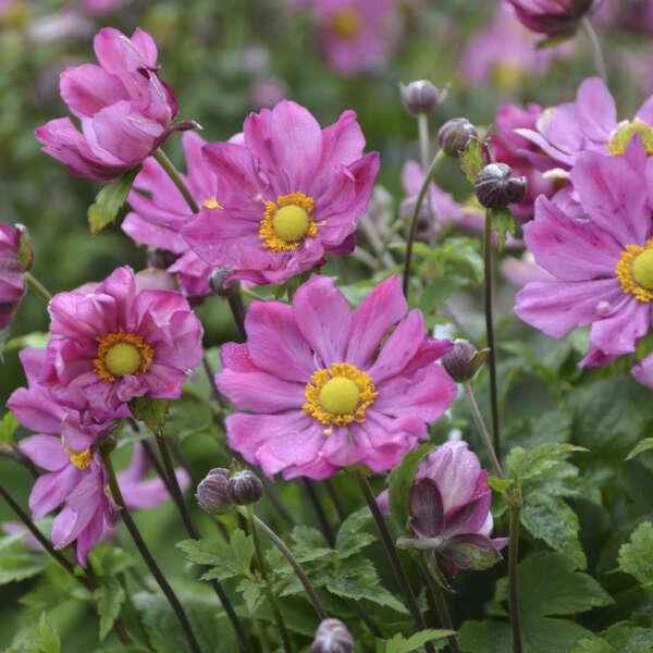 G813 Anemone 'curtain Call Deep Rose' - View 7 from www redcrocus com
