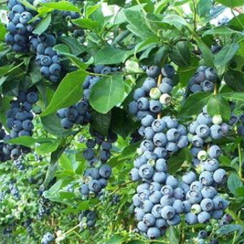 G106 Blueberry Vaccinium Assorted Variety 3 Gallon - View 10 from www redcrocus com