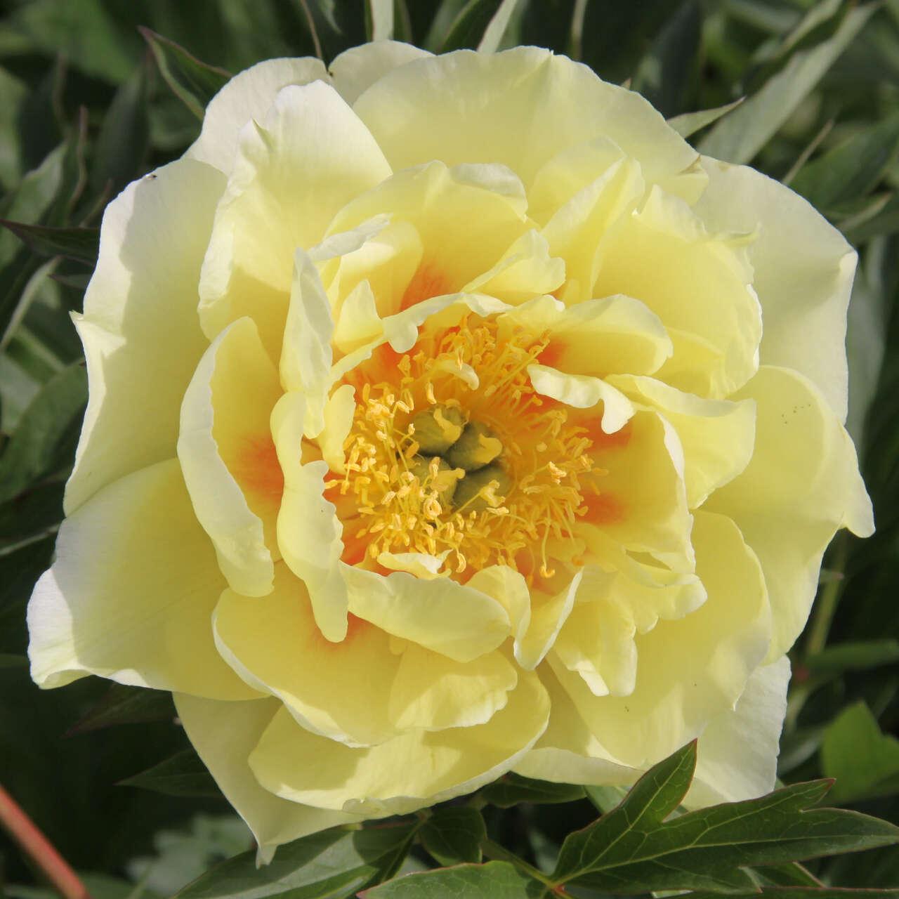 G107 Paeonia Intersectional Itoh Bartzella - View 10 from www redcrocus com