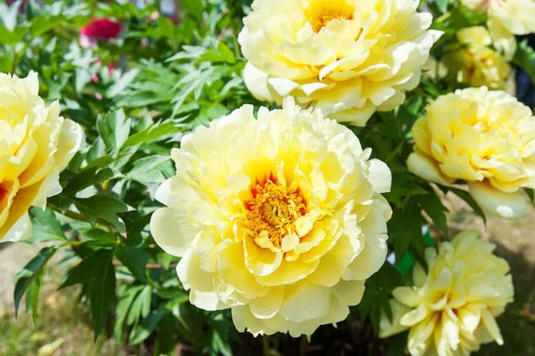 G107 Paeonia Intersectional Itoh Bartzella - View 11 from www redcrocus com