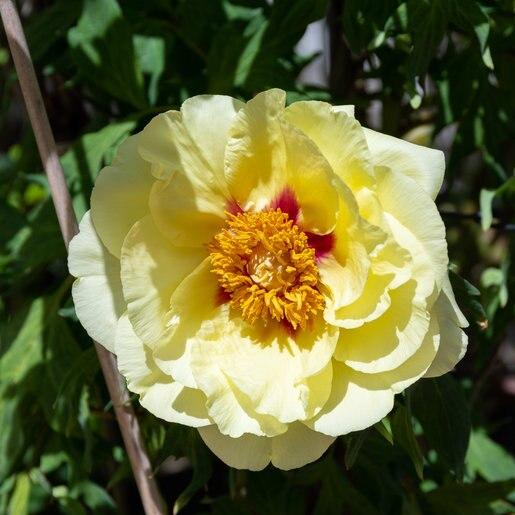 G107 Paeonia Intersectional Itoh Bartzella - View 12 from www redcrocus com