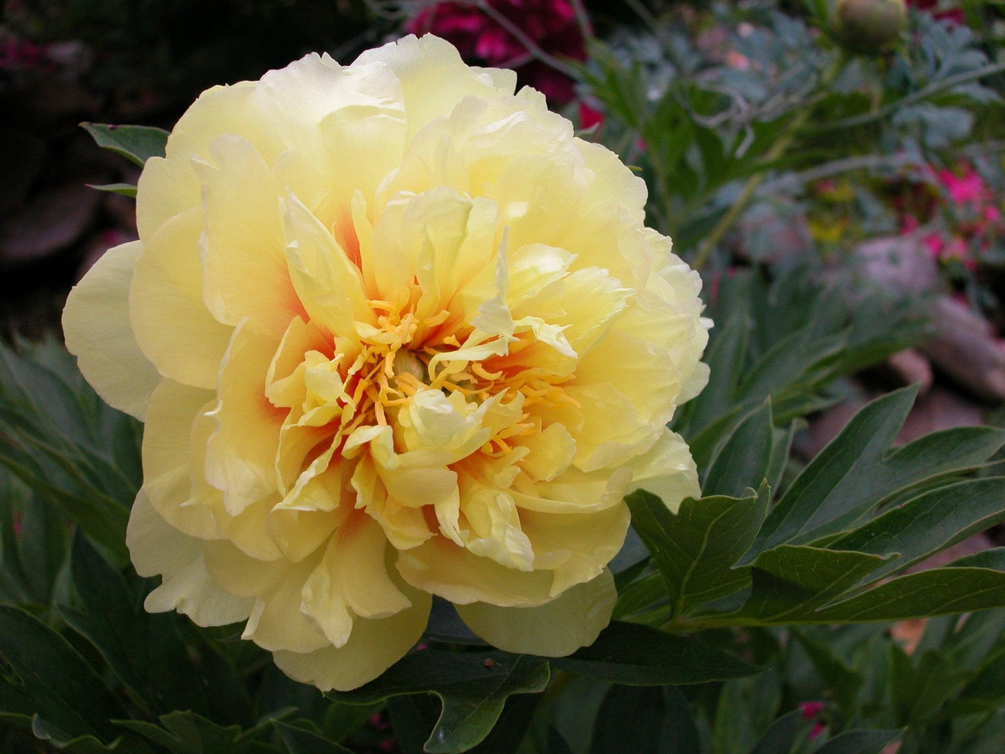 G107 Paeonia Intersectional Itoh Bartzella - View 13 from www redcrocus com