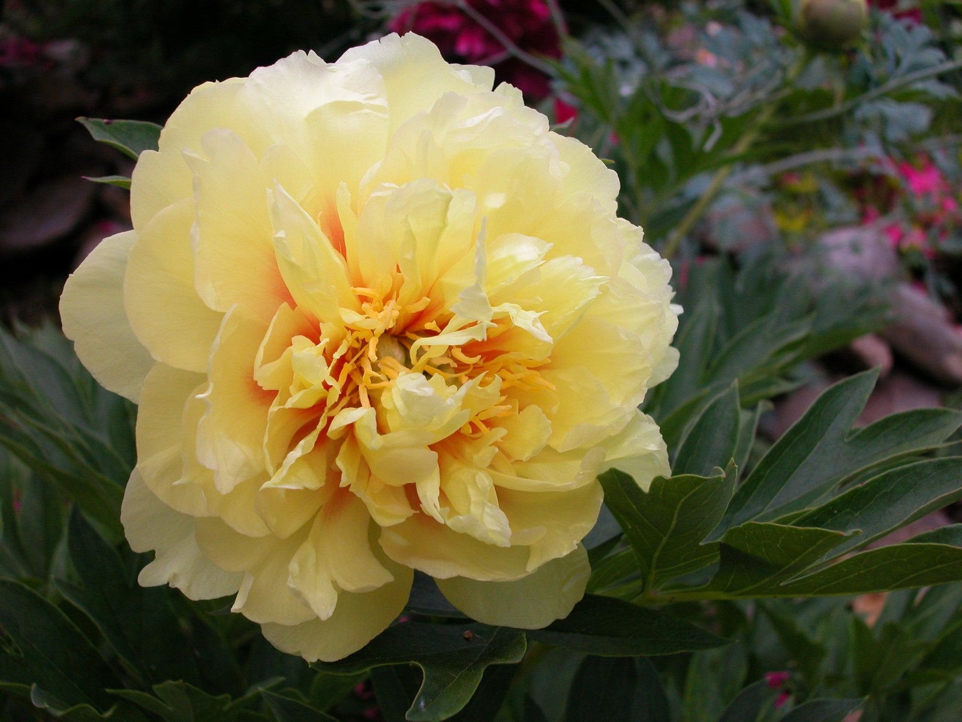 G107 Paeonia Intersectional Itoh Bartzella - View 13 from www redcrocus com