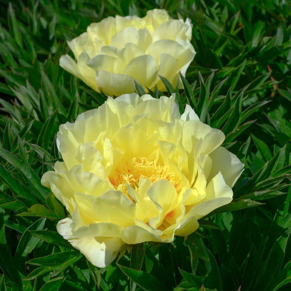 G107 Paeonia Intersectional Itoh Bartzella - View 14 from www redcrocus com