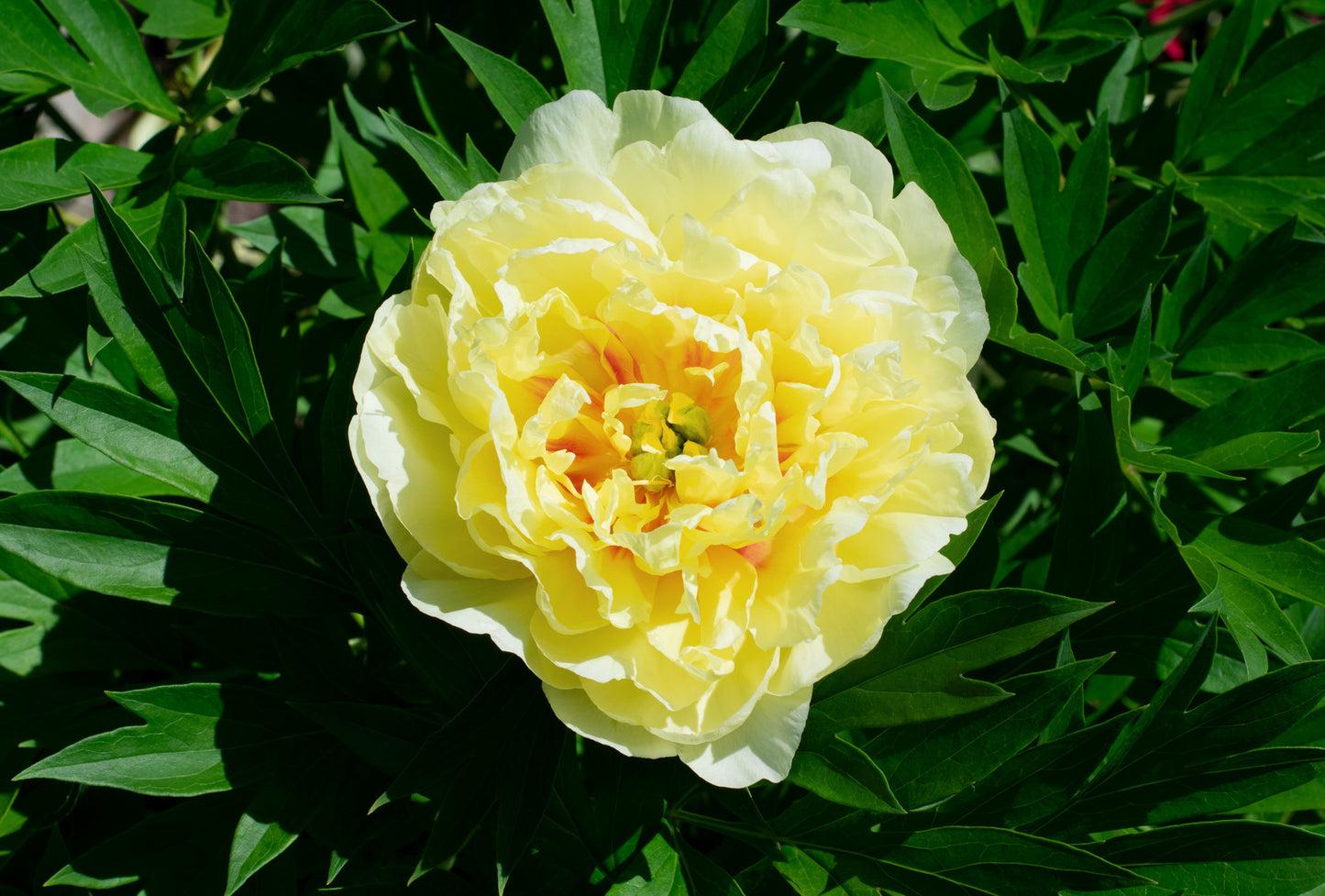 G107 Paeonia Intersectional Itoh Bartzella - View 15 from www redcrocus com