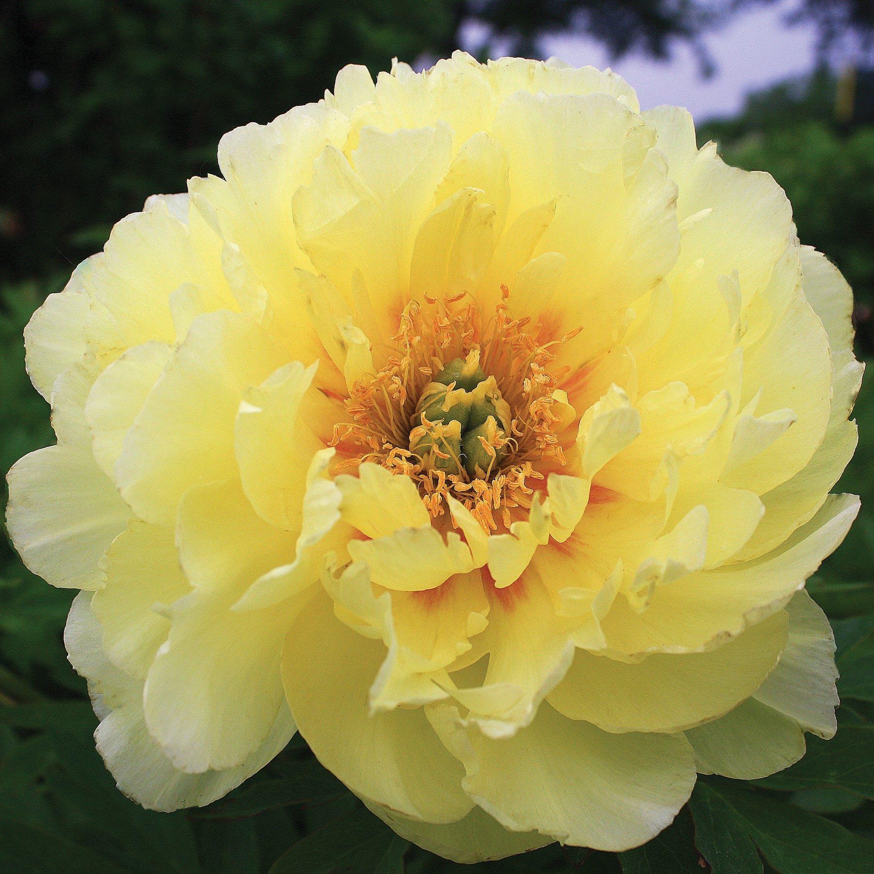 G107 Paeonia Intersectional Itoh Bartzella - View 18 from www redcrocus com