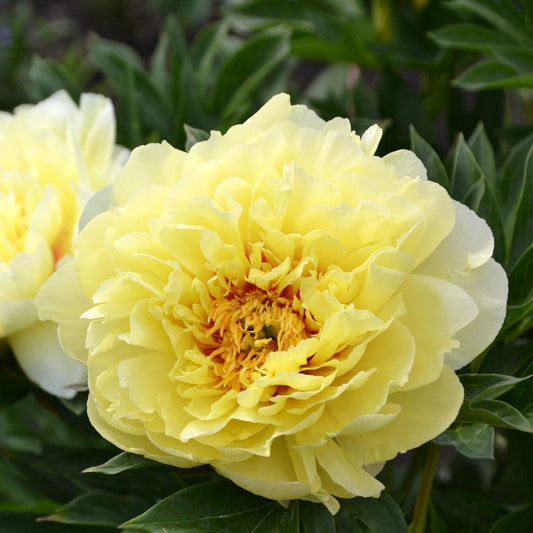 G107 Paeonia Intersectional Itoh Bartzella - View 1 from www redcrocus com