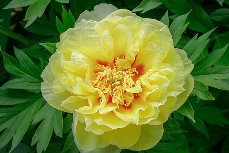 G107 Paeonia Intersectional Itoh Bartzella - View 2 from www redcrocus com