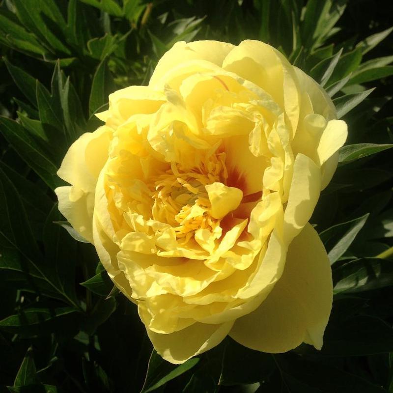 G107 Paeonia Intersectional Itoh Bartzella - View 3 from www redcrocus com