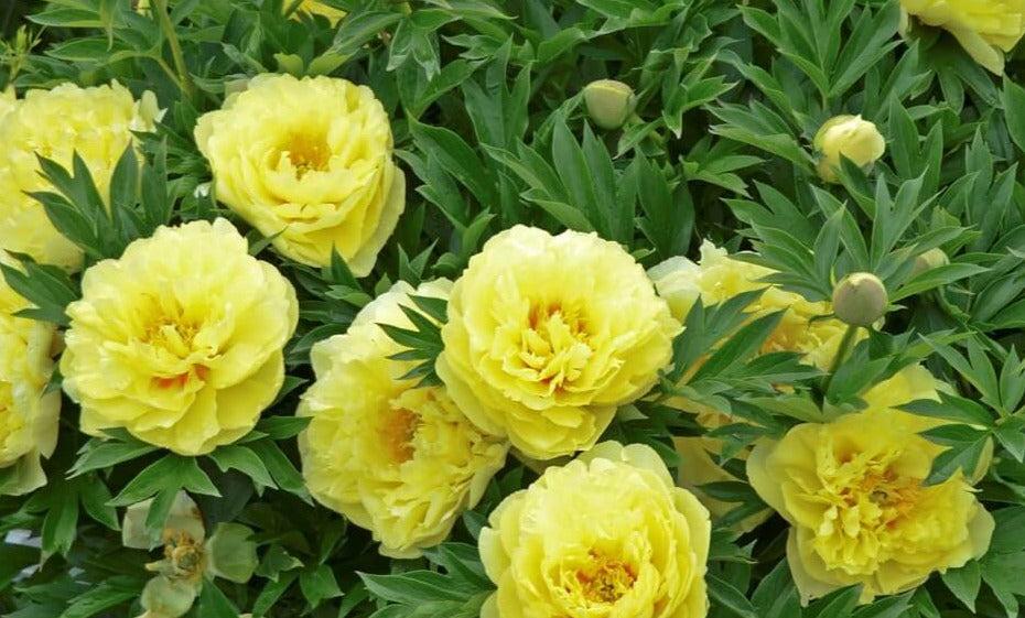 G107 Paeonia Intersectional Itoh Bartzella - View 5 from www redcrocus com