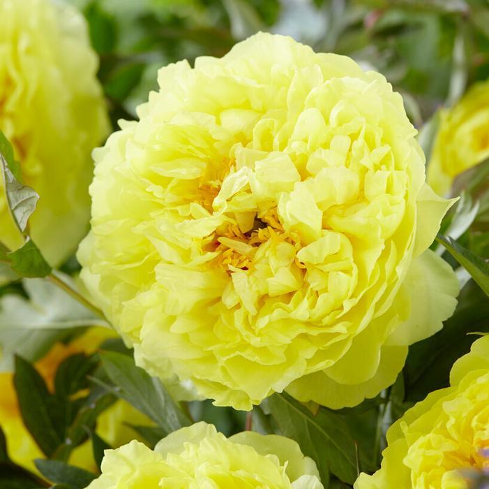 G107 Paeonia Intersectional Itoh Bartzella - View 9 from www redcrocus com