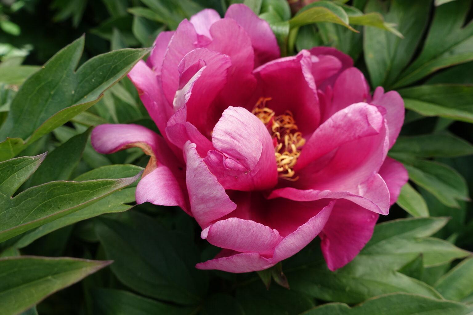G118 Paeonia Intersectional Itoh Pink Ardour - View 10 from www redcrocus com