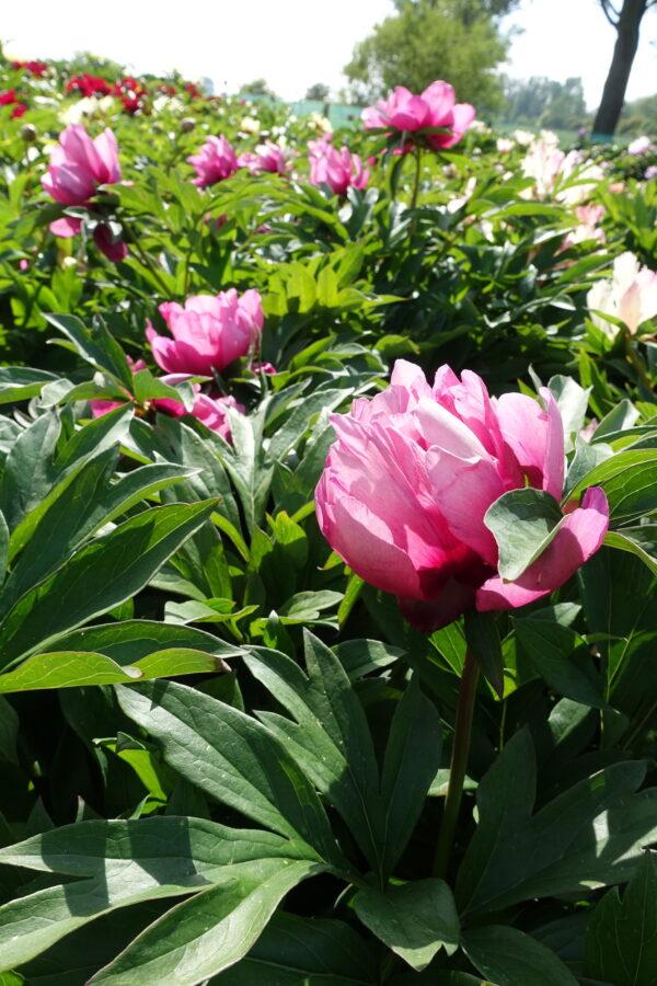 G118 Paeonia Intersectional Itoh Pink Ardour - View 11 from www redcrocus com