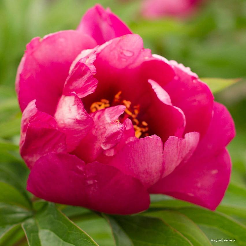G118 Paeonia Intersectional Itoh Pink Ardour - View 12 from www redcrocus com