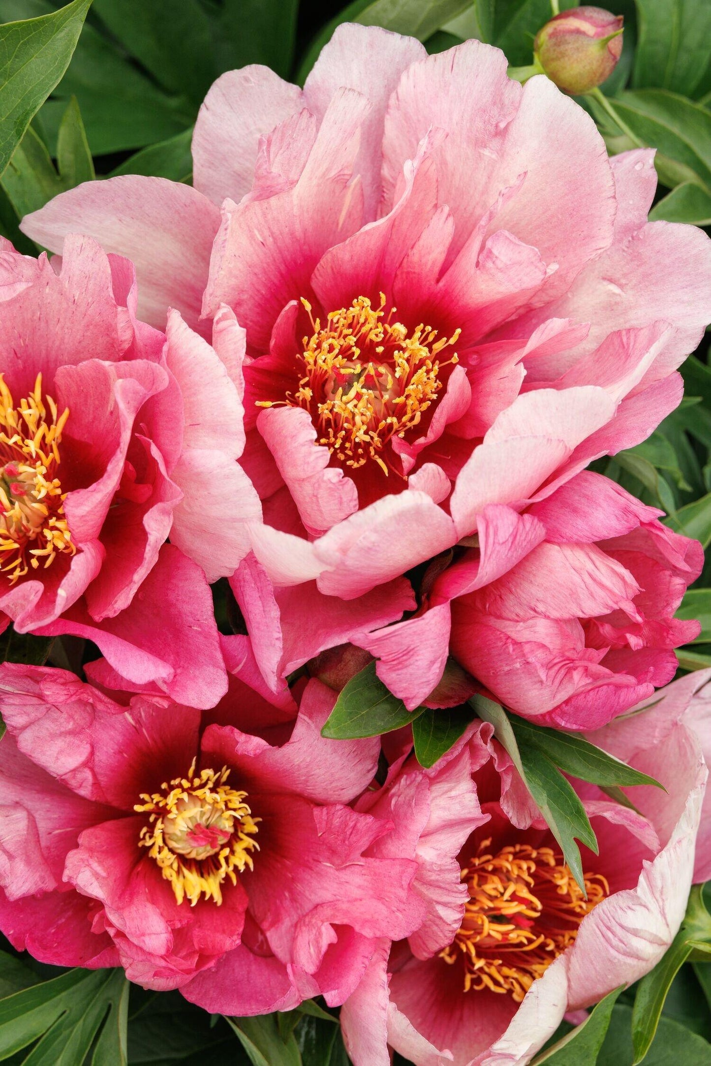 G118 Paeonia Intersectional Itoh Pink Ardour - View 13 from www redcrocus com