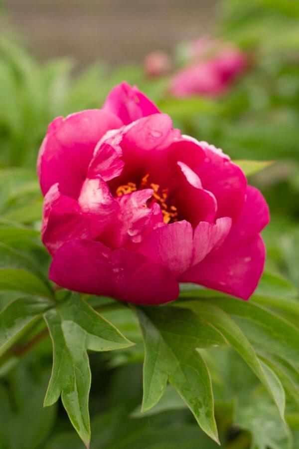 G118 Paeonia Intersectional Itoh Pink Ardour - View 14 from www redcrocus com
