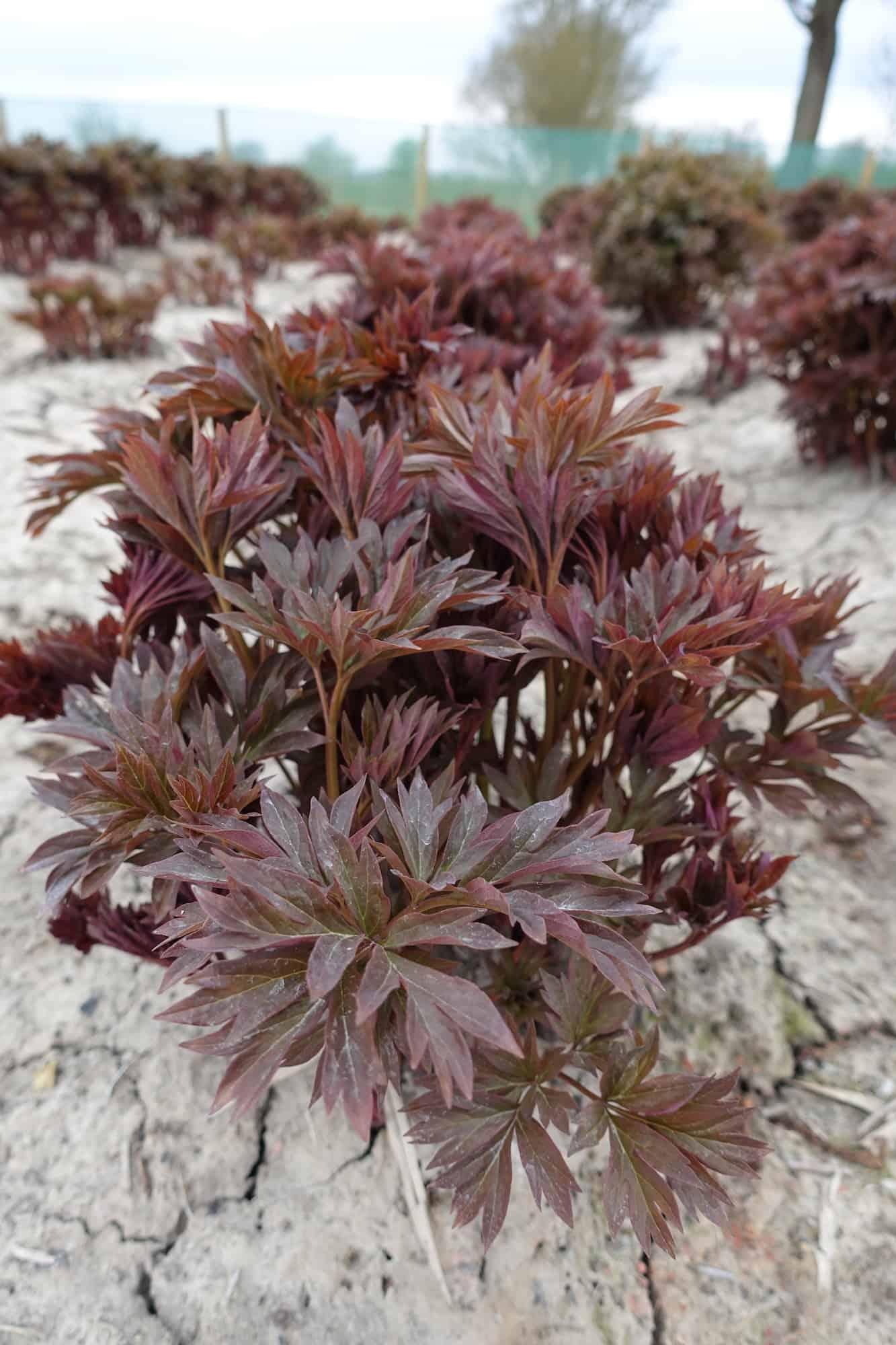 G118 Paeonia Intersectional Itoh Pink Ardour - View 15 from www redcrocus com