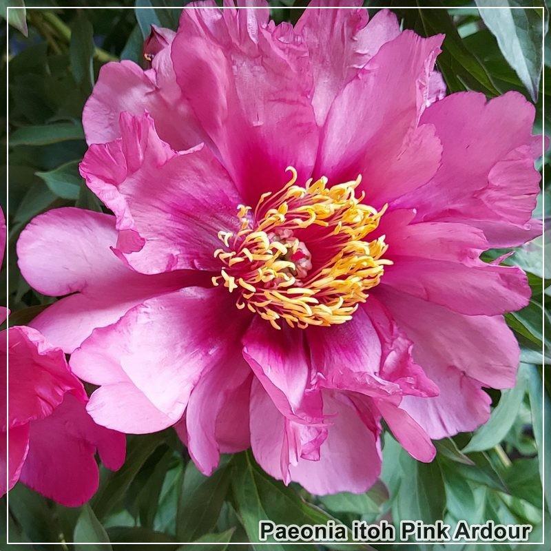 G118 Paeonia Intersectional Itoh Pink Ardour - View 16 from www redcrocus com