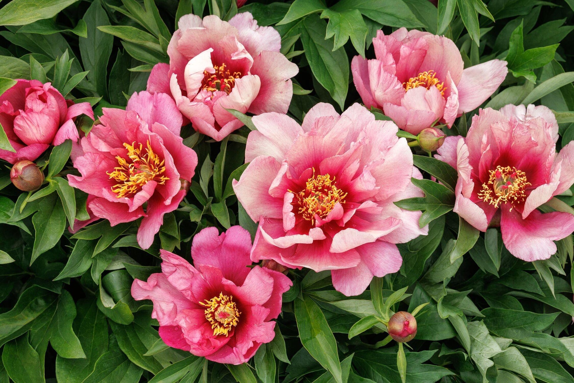 G118 Paeonia Intersectional Itoh Pink Ardour - View 17 from www redcrocus com