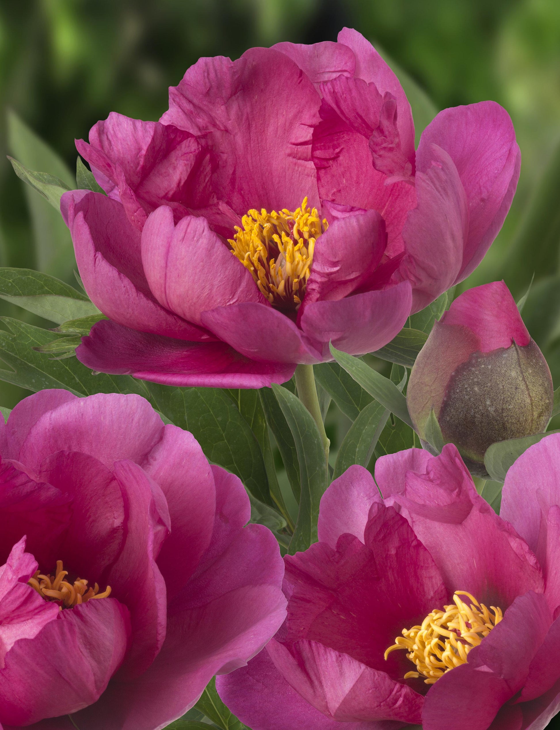 G118 Paeonia Intersectional Itoh Pink Ardour - View 1 from www redcrocus com