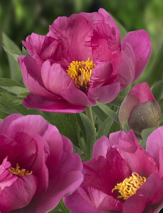 G118 Paeonia Intersectional Itoh Pink Ardour - View 1 from www redcrocus com