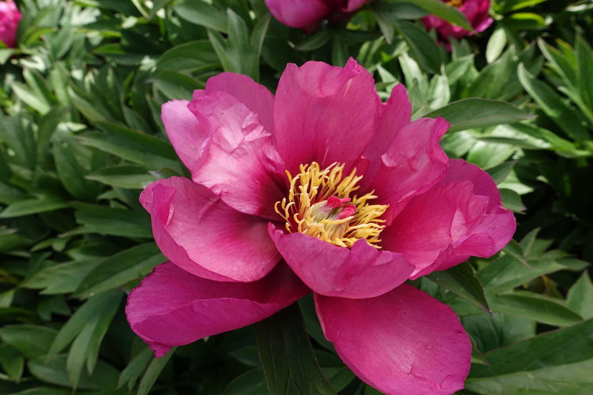 G118 Paeonia Intersectional Itoh Pink Ardour - View 3 from www redcrocus com