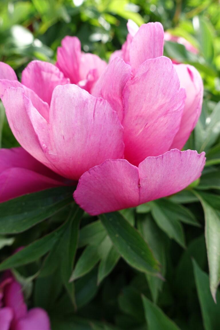 G118 Paeonia Intersectional Itoh Pink Ardour - View 4 from www redcrocus com