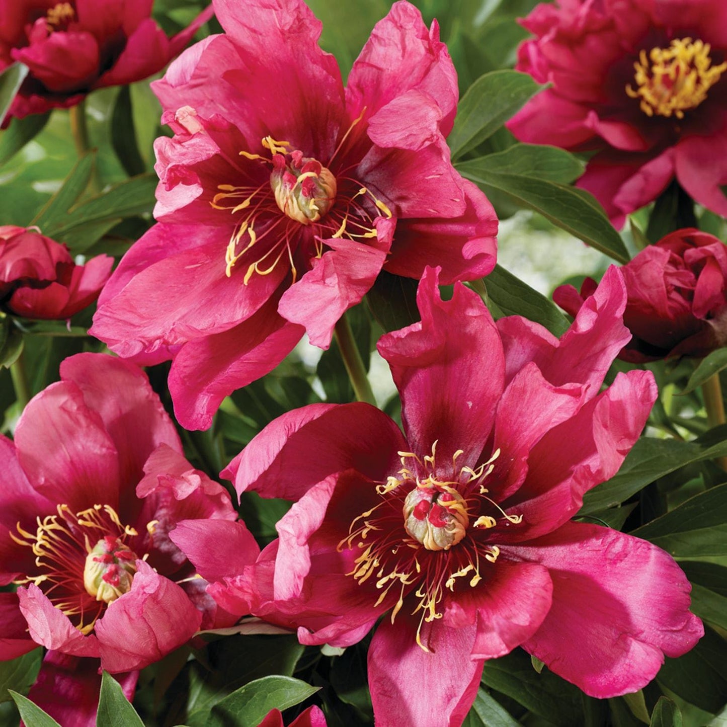 G118 Paeonia Intersectional Itoh Pink Ardour - View 7 from www redcrocus com