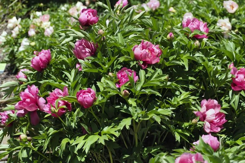 G118 Paeonia Intersectional Itoh Pink Ardour - View 9 from www redcrocus com