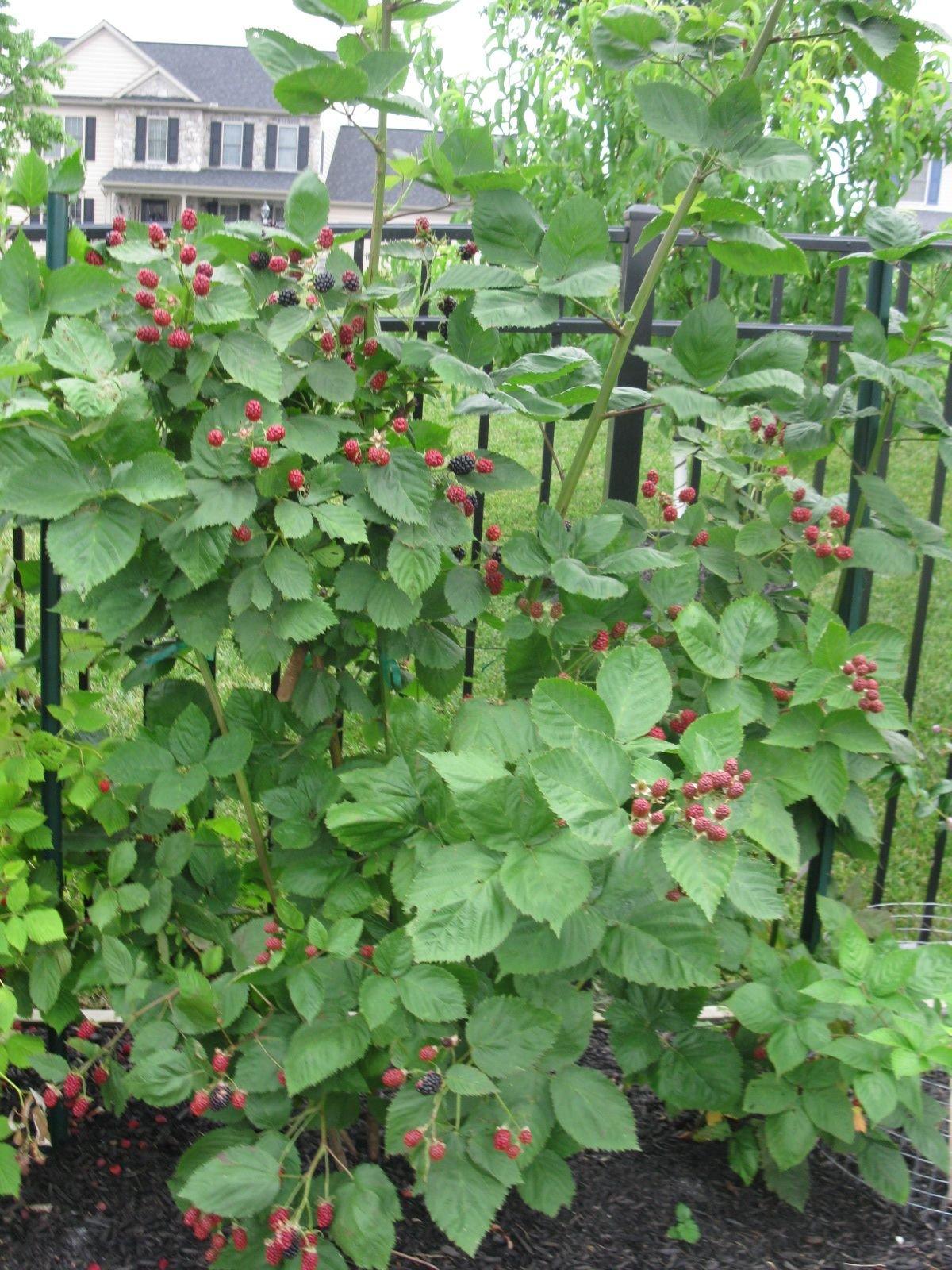 G125 Raspberry Latham - View 10 from www redcrocus com