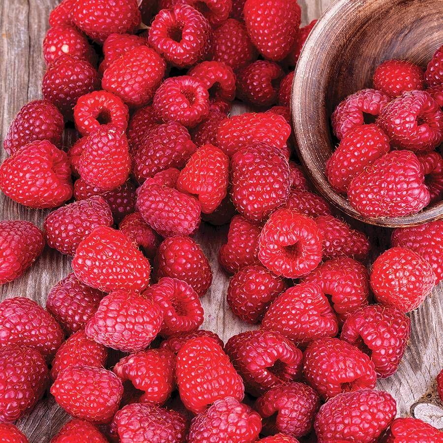 G125 Raspberry Latham - View 11 from www redcrocus com