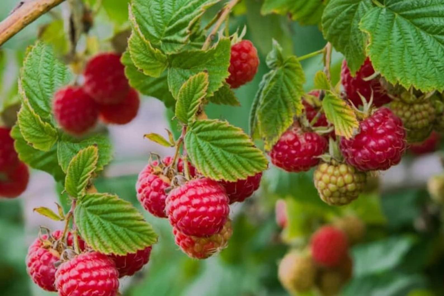 G125 Raspberry Latham - View 13 from www redcrocus com