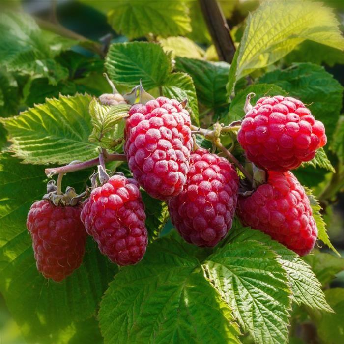 G125 Raspberry Latham - View 14 from www redcrocus com