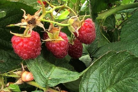 G125 Raspberry Latham - View 15 from www redcrocus com