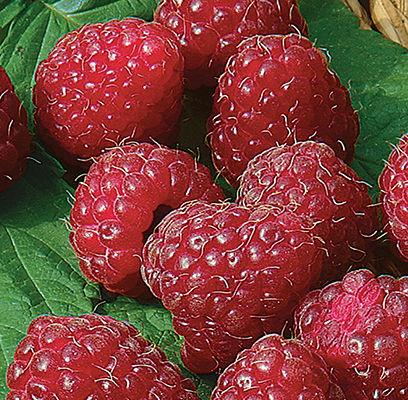 G125 Raspberry Latham - View 16 from www redcrocus com
