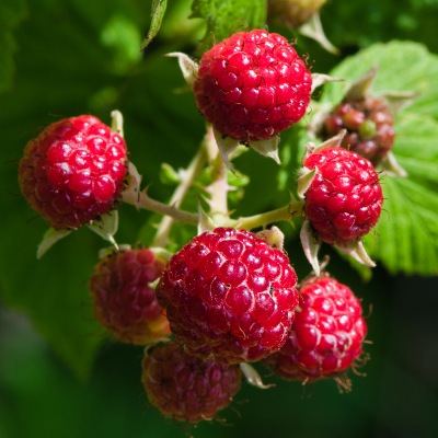 G125 Raspberry Latham - View 18 from www redcrocus com