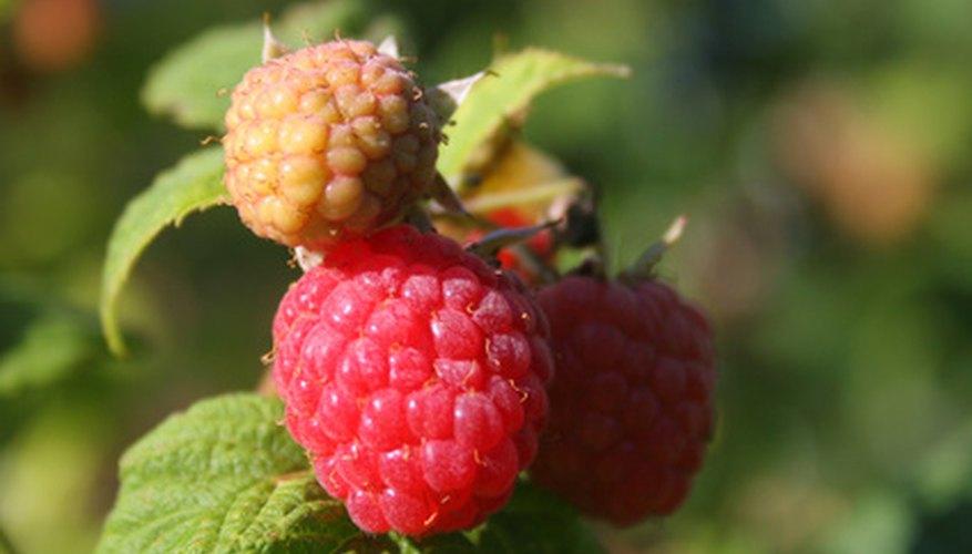 G125 Raspberry Latham - View 19 from www redcrocus com