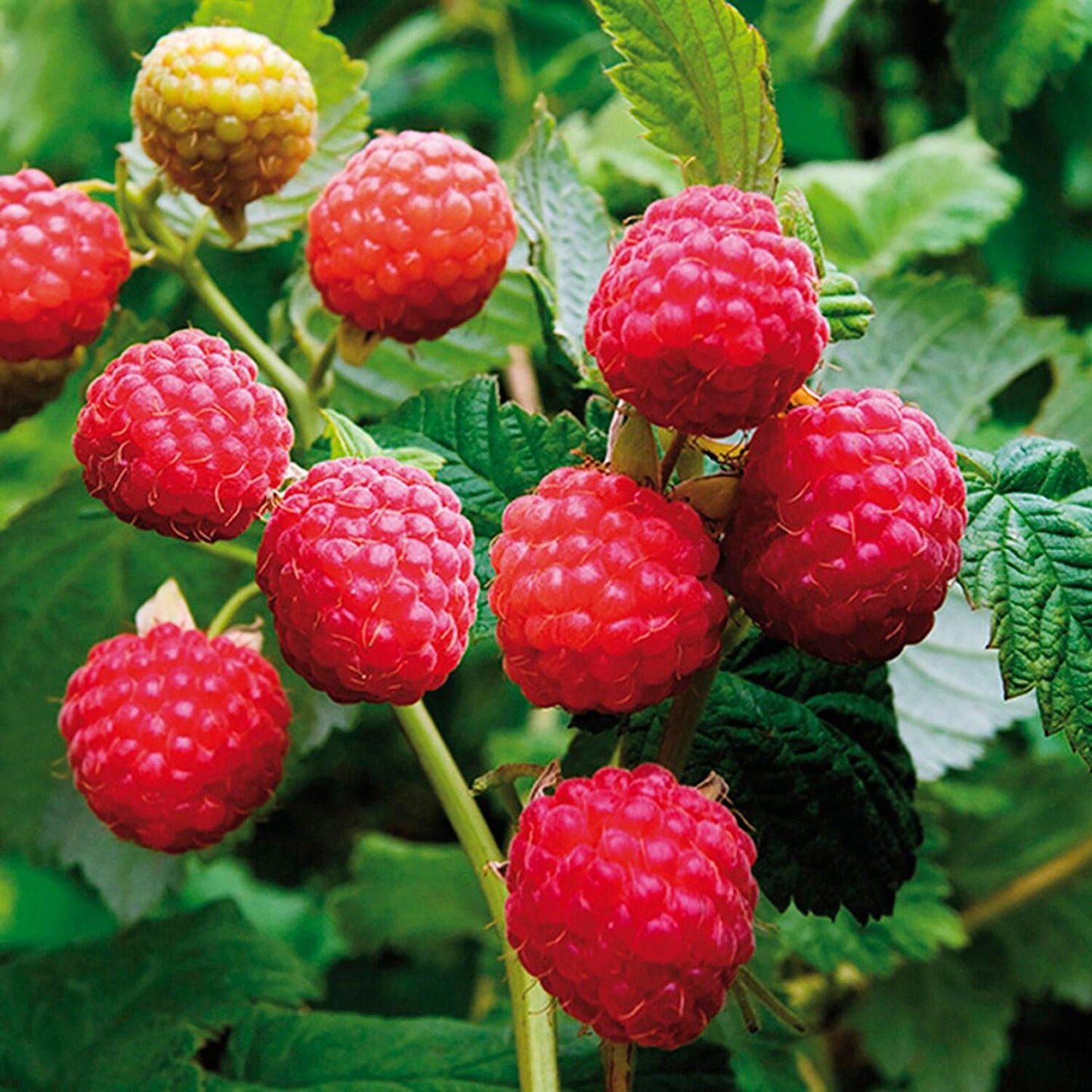 G125 Raspberry Latham - View 2 from www redcrocus com