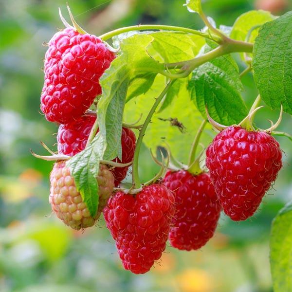 G125 Raspberry Latham - View 3 from www redcrocus com